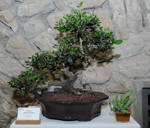bonsai web saveas
